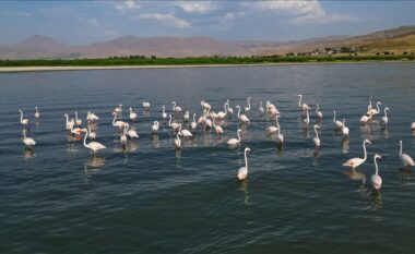 Liqeni në Turqi që njihet si “parajsë” për qindra flamingo gjatë muajve të verës
