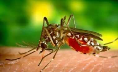 Virusi Chikungunya, IKSHPK: Kemi siguruar teste diagnostikuese, në Kosovë dhe në rajon nuk është raportuar asnjë rast  